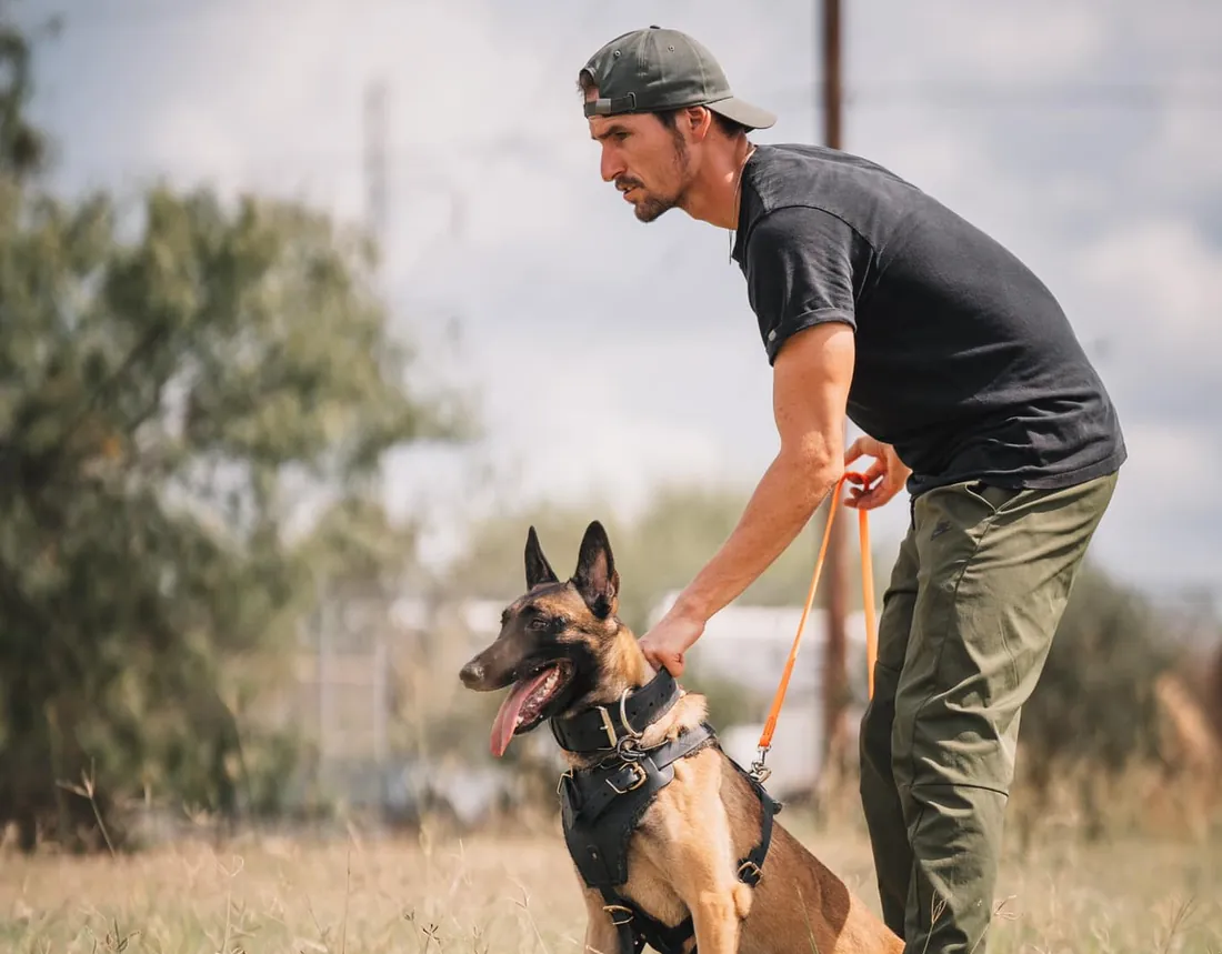 An Austin Dog Culture trainer working a Belgian Malinois on leash in an open field