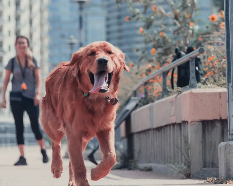 A golden retriever walking with its handler along a downtown Austin trail
